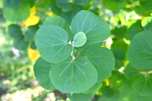 はまぼう,樹木