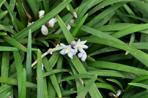 タマリュウ,たまりゅう,玉竜の花