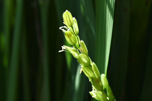 稲の花,画像