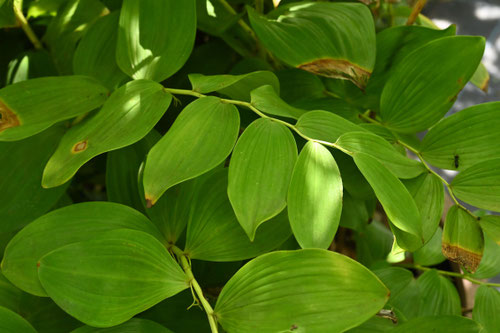 おおあまどころ,植物
