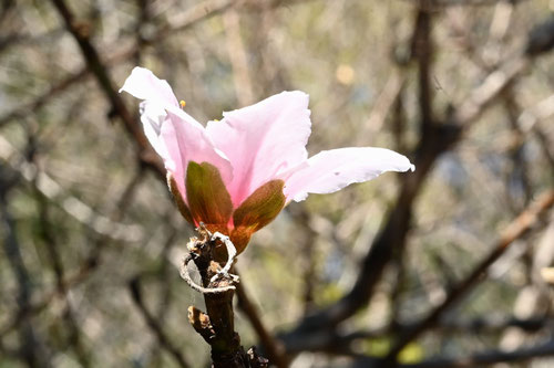 桃の花,画像,もものき,モモノキ