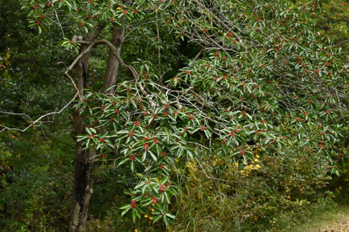 ななみのき,ナナメノキとナナミノキ