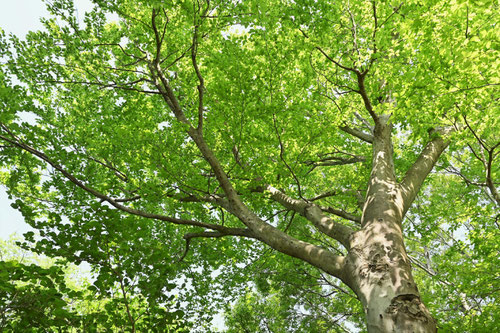 Japanese beech