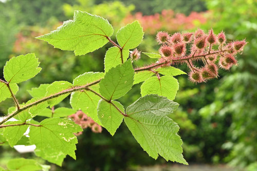 Japanese wineberry