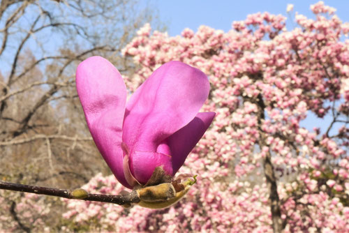 紫色の花が咲くモクレンの木,もくれん,植物