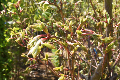 ハウチワカエデ 庭木図鑑 植木ペディア ハウチワカエデ 庭木図鑑 植木ペディア