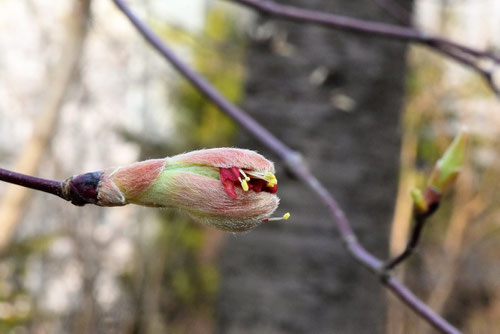 名月楓,花,はうちわかえで