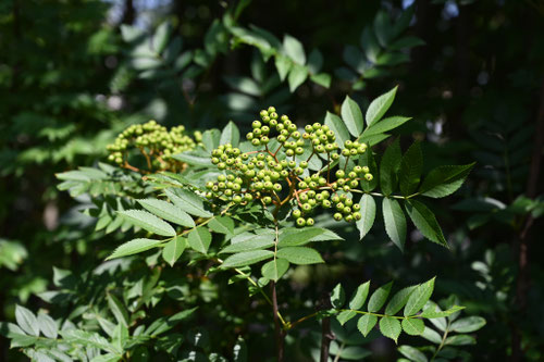 ナナカマド,紅葉,七竈の木
