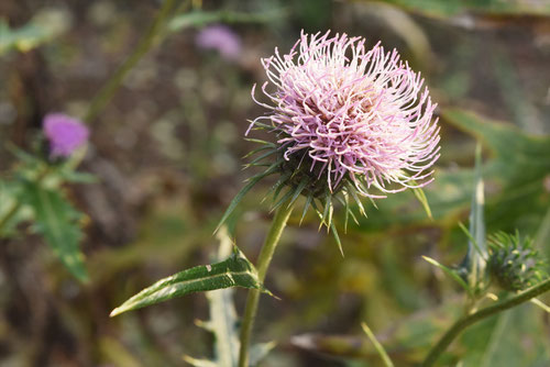 いがあざみ,毬薊,植物