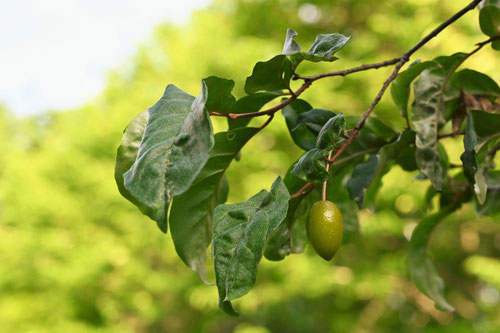 夏グミの木,植物,なつぐみ