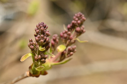 らいらっく,Lilac tree