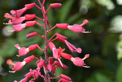 花の様子