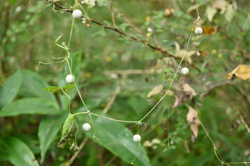 白い実のなる草