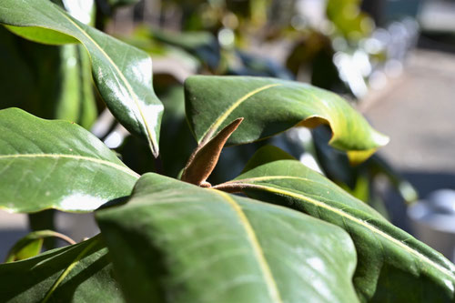 タイサンボク（大泰木） - 庭木図鑑 植木ペディア