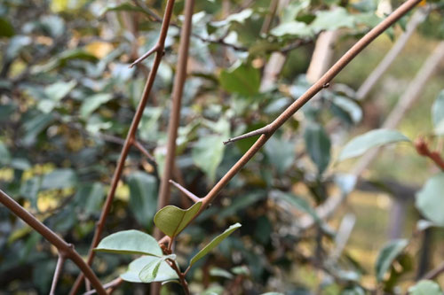 茱萸の木のトゲ,つるぐみ,ツルグミ