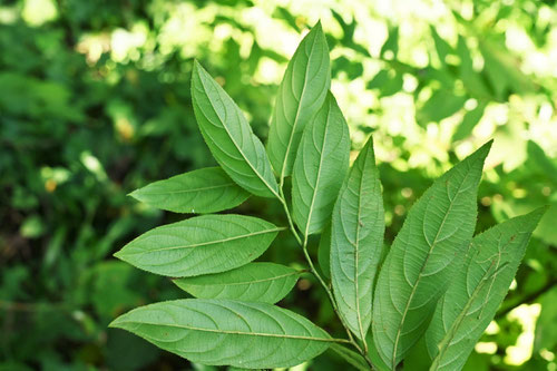 コバノズイナ,植物,こばのずいな