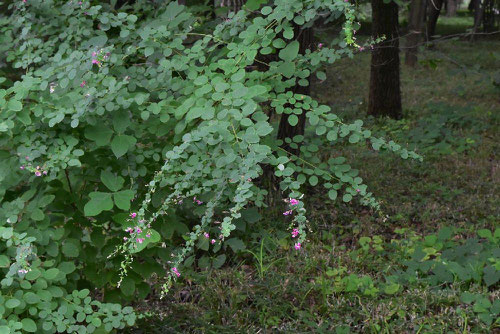 Bush clover,flower