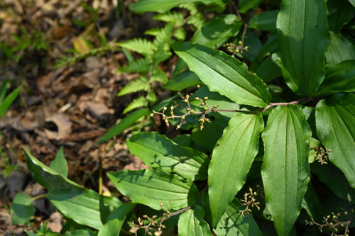 ゆきざさ,植物
