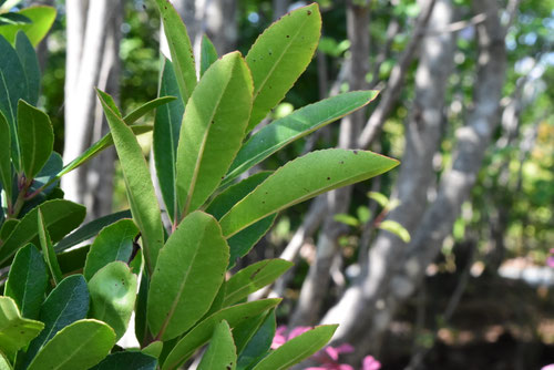 イチゴノキ,ストロベリーツリー,いちごのき,葉っぱ