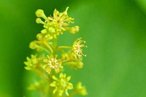 ひとつばかえで,開花時期,ヒトツナカエデ