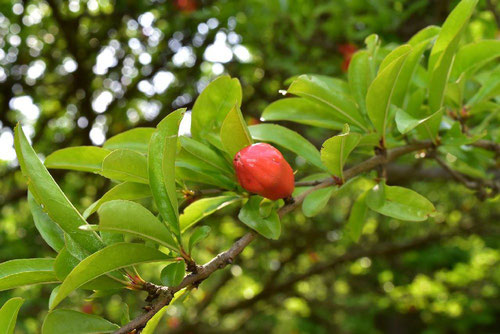Pomegranate tree,flower