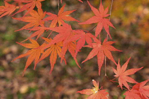Japanese maple and bamboo