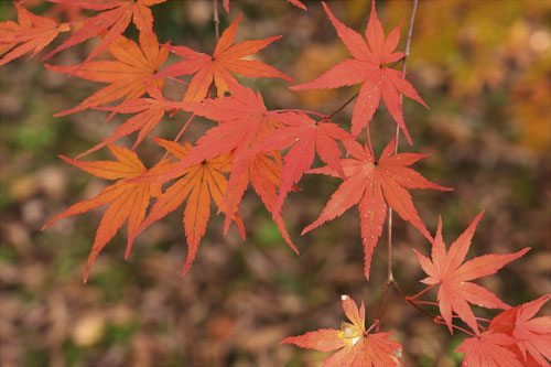 Japanese maple and bamboo,いろはかえで