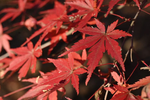 イロハモミジ,Japanese maple and bamboo,いろはかえで