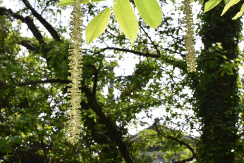 ひめぐるみ,雄花,雌花,ヒメグルミ