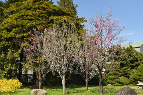ハナモモ,はなもも,花桃の木