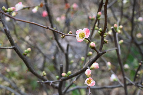 Flowering trees in November in Japan