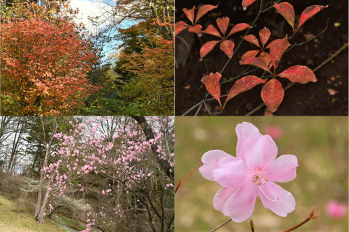 美しく紅葉する木