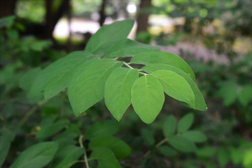 ヒョウタンボク,葉っぱ,特徴