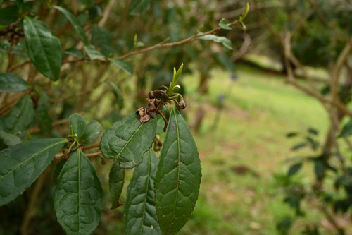 ちゃのき,お茶の新芽,オチャの木