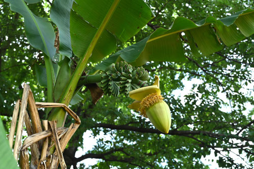 外にバナナみたいな実,バショウ,ばしょう,植物