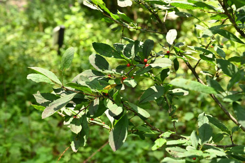 珍しい希少　小姓梅　ウメモドキ ウメモドキ（梅擬）苗｜山林樹木・庭木・花木苗｜自然を育てる | 自然生活