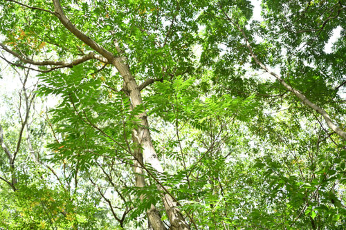 山漆の木の特徴,やまうるし,ヤマウルシ