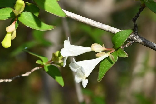 こつくばねうつぎ,開花時期