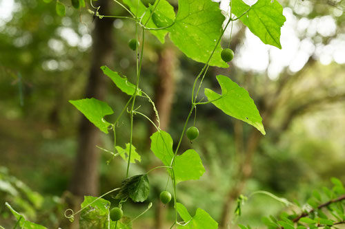 すずめうり,植物