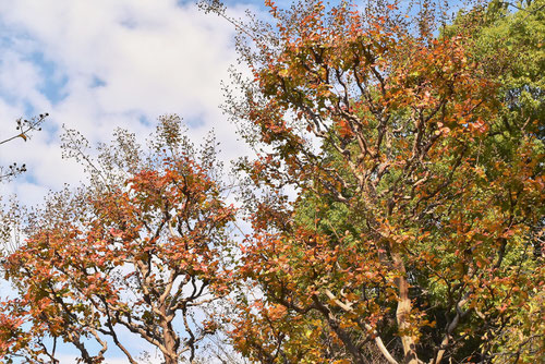 Crape myrtle