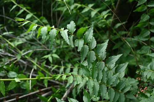 毒のある植物,どくうつぎ