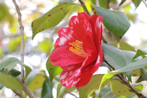 有川（あるかわ）