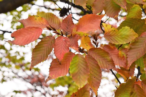 あかしで,アカシデ,紅葉,画像