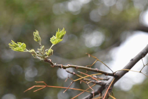 オウチ,センダンの木,せんだん