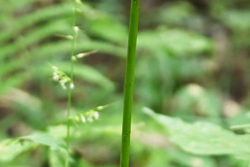 ふじかんぞう,野草