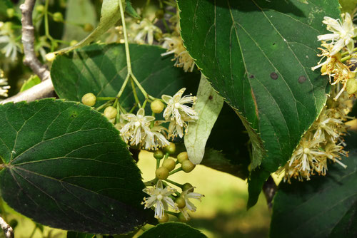 レモンの香りがする花,開花時期,しなのき