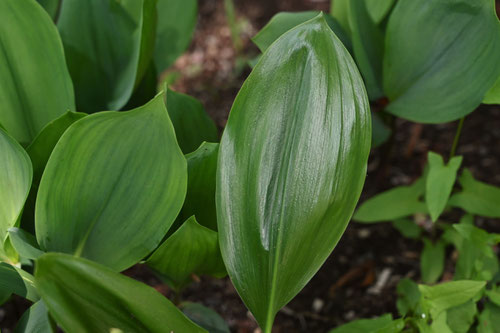 Bell flower,May lily,Lily of the valley　