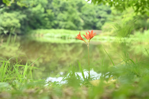 きつねのかみそり,画像
