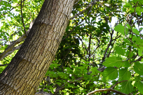 Chinese mulberry