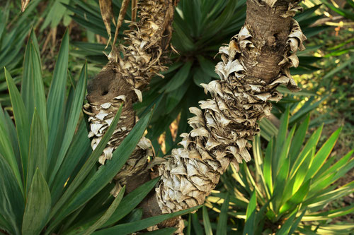 Commonn yucca